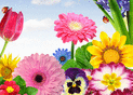 Fleurs vibrantes pour un &eacute;t&eacute; ensoleill&eacute;